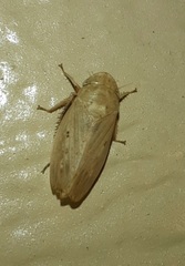 Negosiana dualis