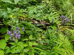 Aconitum degenii