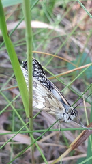 Melanargia galathea