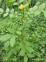 Senna occidentalis