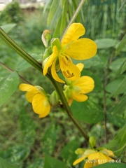Senna occidentalis