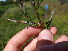 Epilobium obscurum