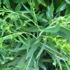 Solidago gigantea