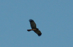 Circus aeruginosus