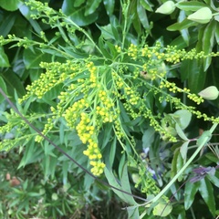 Solidago gigantea