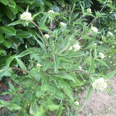 Eupatorium