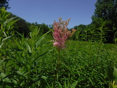 Filipendula rubra