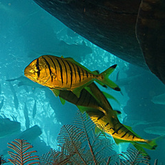 Gnathanodon speciosus