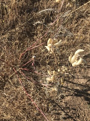 Astragalus asymmetricus