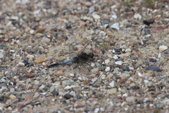 Orthetrum cancellatum