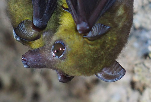 Woermann's fruit bat