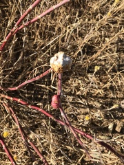 Astragalus asymmetricus