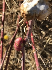 Astragalus asymmetricus