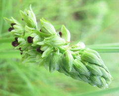 Orthochilus foliosus