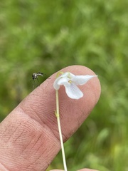 Viola epipsiloides