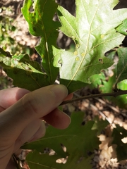 Janetia cerris