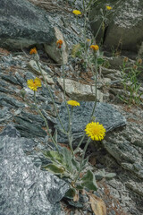 Hieracium tomentosum