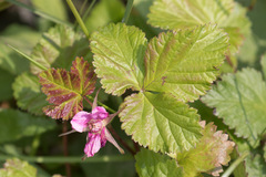 Rubus arcticus acaulis