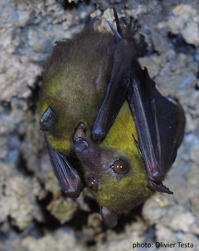 Woermann's fruit bat (Megaloglossus woermanni) — Least Concern Mammalia