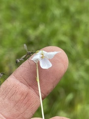 Viola epipsiloides