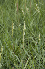Sporobolus anglicus