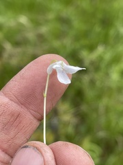 Viola epipsiloides
