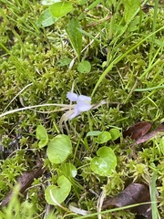 Viola epipsiloides