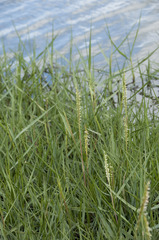Sporobolus anglicus