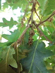 Pseudoneuroterus macropterus