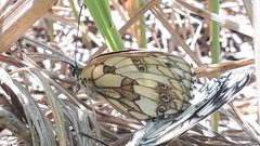 Melanargia galathea