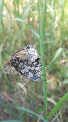 Melanargia galathea