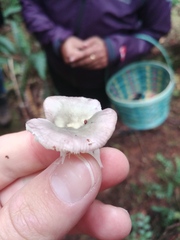 Russula phoenicea