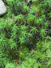 Polytrichastrum ohioense