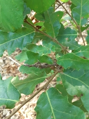 Pseudoneuroterus macropterus