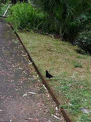 Turdus merula azorensis