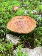 Austroboletus gracilis