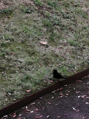 Turdus merula azorensis