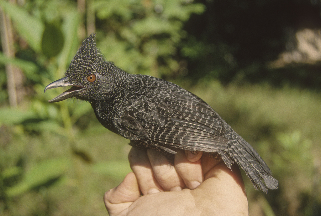 Undulated Antshrike