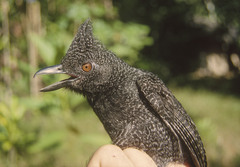Frederickena unduliger