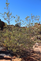 Grevillea wickhamii