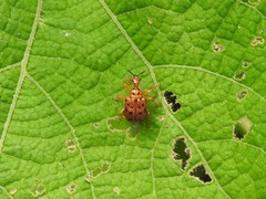 Apoderinae