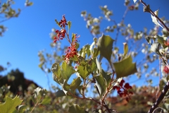 Grevillea wickhamii