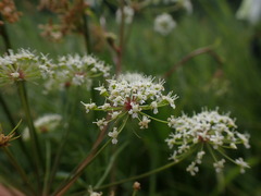 Cicuta virosa