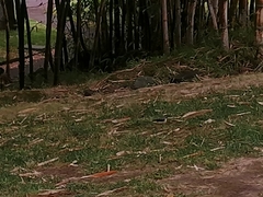Motacilla cinerea patriciae