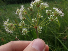 Cicuta virosa