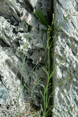 Asperula aristata