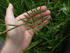Cicuta virosa