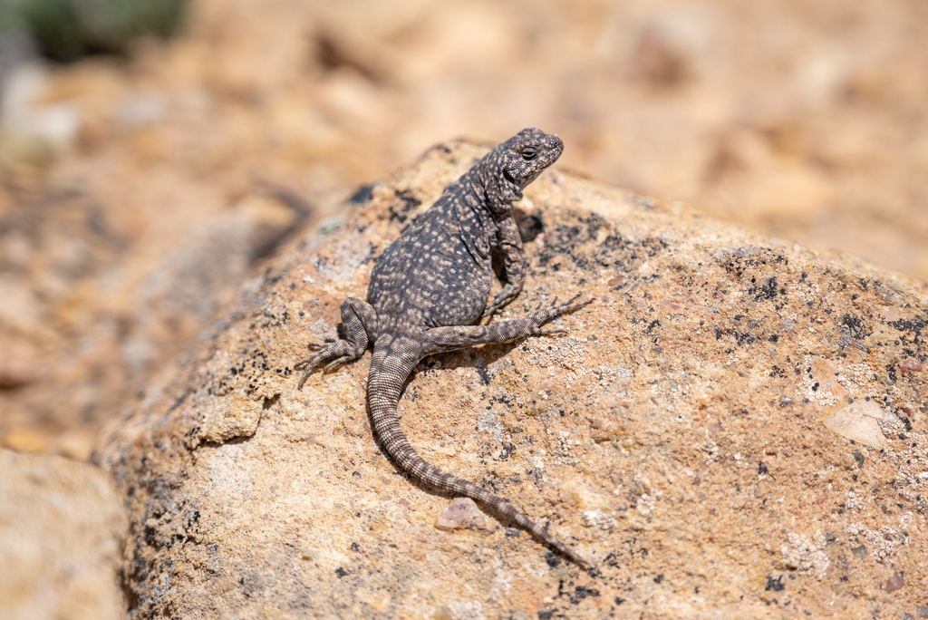 Patagonia Mountain Lizard