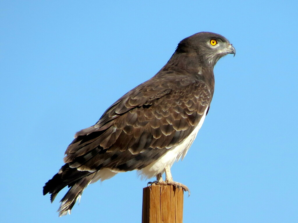 Black-chested Snake-Eagle photo