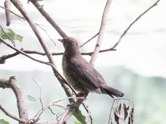 Turdus merula